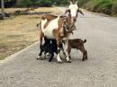Momma goat and her hungry kids: We came across this family scene when we were walking back from the turtle sanctuary on Bequia; at first the kids came up to us but quickly returned to their mother